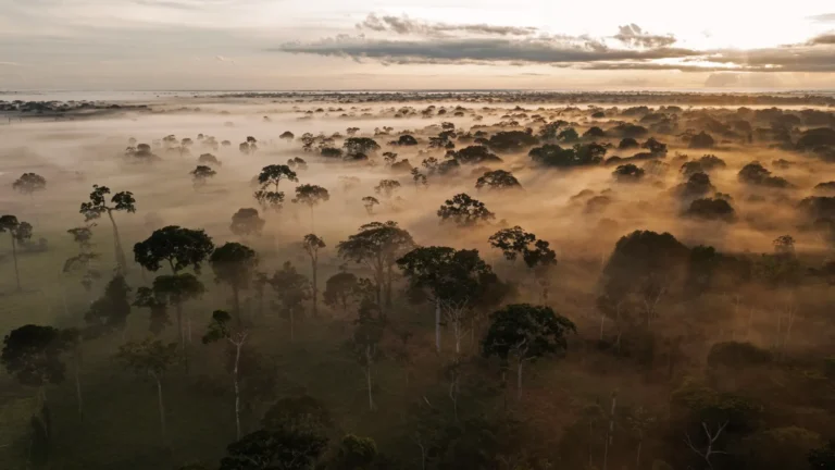 Selva en fuga: el tráfico de madera que devora los bosques bolivianos