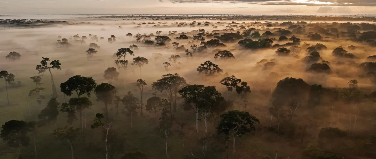 Bosques de Pando
