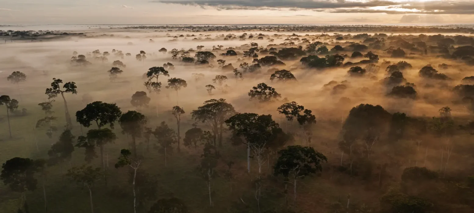 Selva en fuga: el tráfico de madera que devora los bosques bolivianos