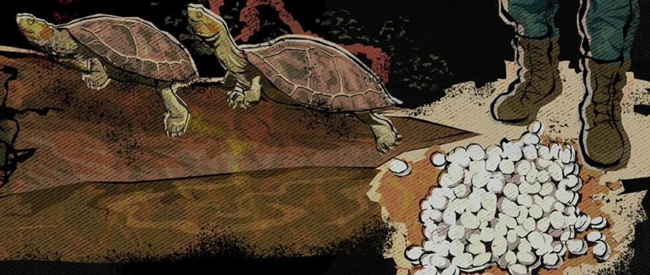 contrabando-de-tortugas-amazon-underworld